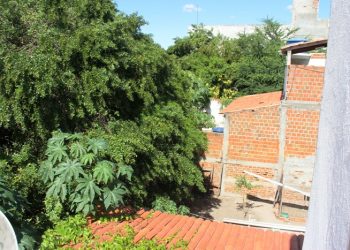 Invasão de insetos e vegetação de chácara abandonada trazem transtornos aos moradores da Rua Teognes Antônio Calixo