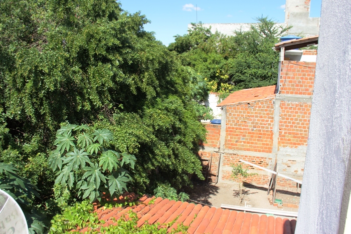 Invasão de insetos e vegetação de chácara abandonada trazem transtornos aos moradores da Rua Teognes Antônio Calixo