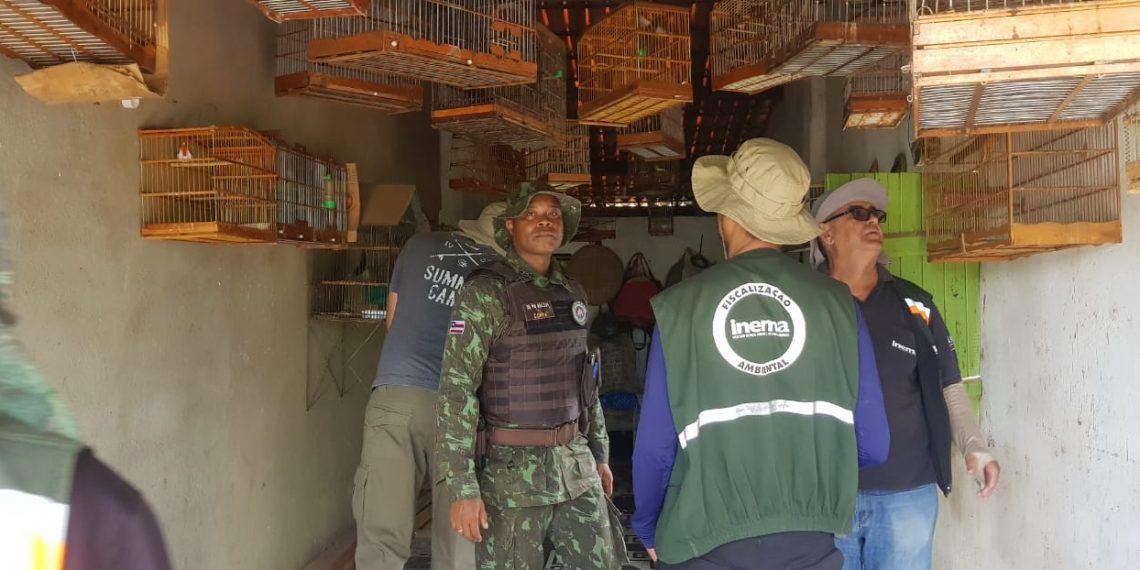 Operação Fauna Livre resgata mais 182 pássaros silvestres