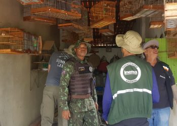 Operação Fauna Livre resgata mais 182 pássaros silvestres