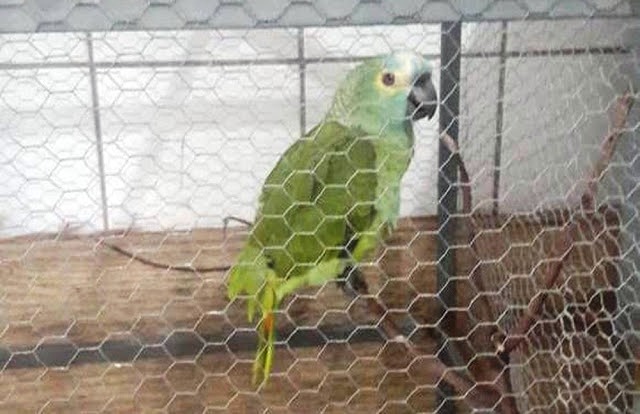 PI – Papagaio é apreendido após anunciar chegada de policiais em ponto de tráfico: ‘Mamãe, polícia!’