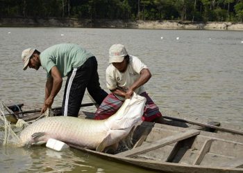 Pesquisa indica peixes que podem ser consumidos por brasileiros