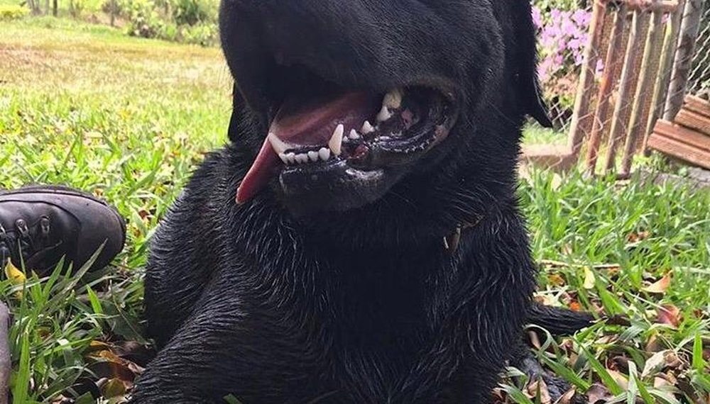 Cão-bombeiro de SC morre em serviço durante busca por pessoa desaparecida em rio