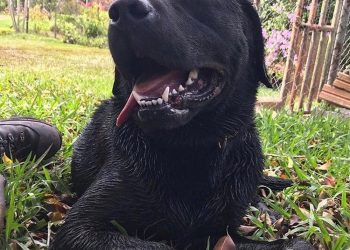 Cão-bombeiro de SC morre em serviço durante busca por pessoa desaparecida em rio