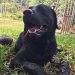 Cão-bombeiro de SC morre em serviço durante busca por pessoa desaparecida em rio