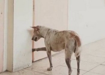 Você viu? Cão vai todos os dias a universidade atrás de professor que morreu