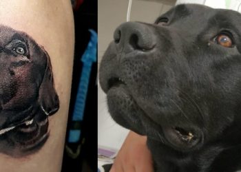 Bombeiro tatua cão que trabalhou em Brumadinho e morreu em Santa Catarina