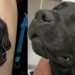 Bombeiro tatua cão que trabalhou em Brumadinho e morreu em Santa Catarina