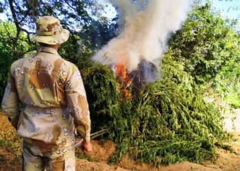 Policiais da Caatinga erradica plantação com 1,5 tonelada de maconha, em Abaré