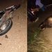 Motociclista morre e carona fica ferido em colisão com vaca na BR 116