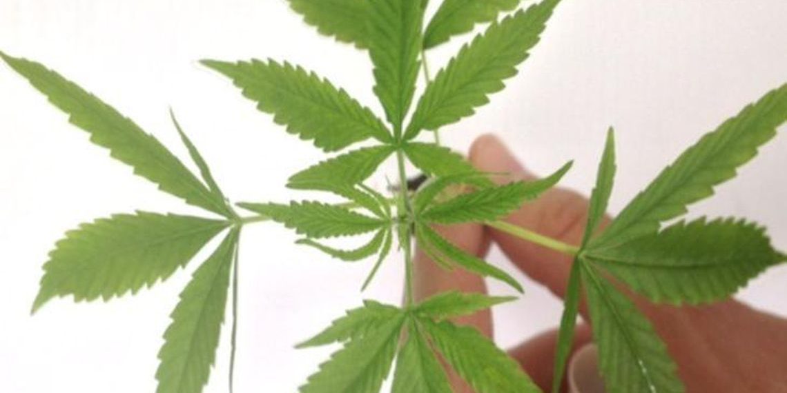 Pacientes estão demandando uso medicinal da cannabis, dizem médicos