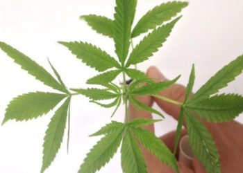 Pacientes estão demandando uso medicinal da cannabis, dizem médicos