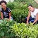 Estado libera 300 mil de investimento em horta escolar para  estimular alimentação saudável e consumo consciente