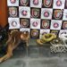 Com ajuda de cão farejador, Rondesp apreende droga enterrada; suspeito de tráfico morre em confronto