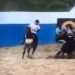 PB- Corredor de vaquejada morre após de desequilibrar de cavalo e animal cair sobre ele