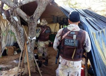 CIPE Nordeste erradica uma das maiores plantações da maconha do Nordeste da Bahia