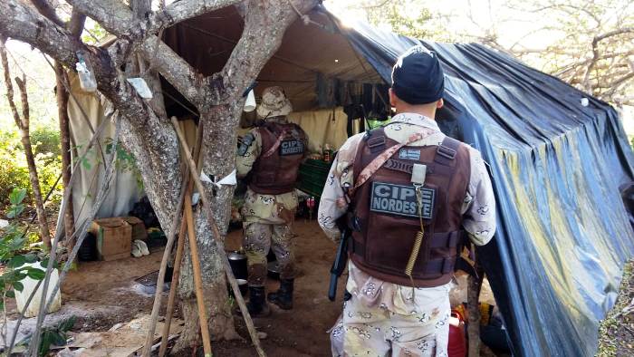 CIPE Nordeste erradica uma das maiores plantações da maconha do Nordeste da Bahia