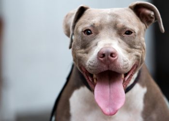 Criança de 1 ano e 3 meses é morta por dois cães da raça Pit-Bull