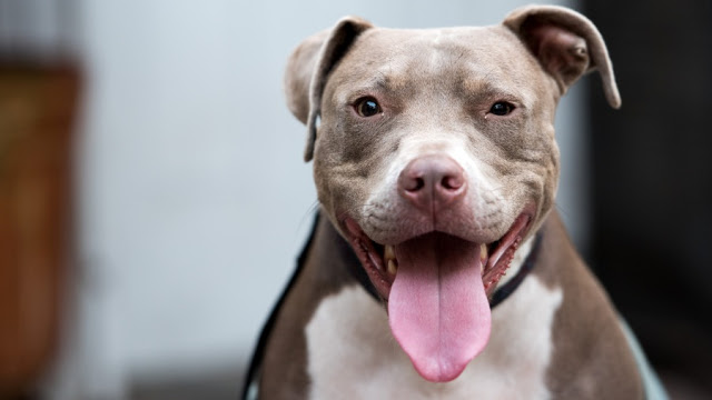 Criança de 1 ano e 3 meses é morta por dois cães da raça Pit-Bull