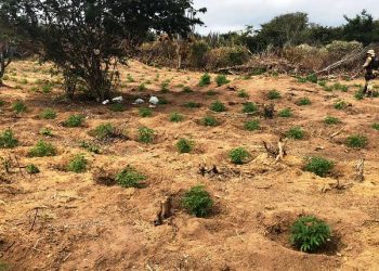 Operação apreende 1 tonelada de maconha por dia em Iraquara