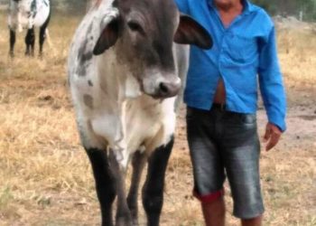 Tucano – Produtor rural é assassinado quando se dirigia para tirar leite das vacas