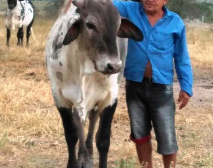 Tucano – Produtor rural é assassinado quando se dirigia para tirar leite das vacas