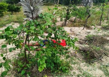 Corpo de jovem com marcas de tiros é encontrado na zona rural de Retirolândia