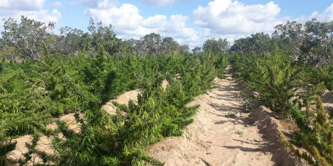 Um dia após drone apontar 40 mil pés de maconha, mais 125 mil pés são apreendidos em Canudos