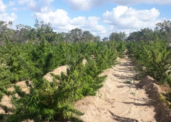 Um dia após drone apontar 40 mil pés de maconha, mais 125 mil pés são apreendidos em Canudos