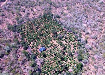 Depois de Euclides da Cunha e Macururé, Cipe Nordeste erradica milhares de pés de maconha em Canudos