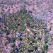 Depois de Euclides da Cunha e Macururé, Cipe Nordeste erradica milhares de pés de maconha em Canudos