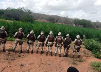 Guarnições da PM erradicam mais de 115 mil pés de maconha em Macururé