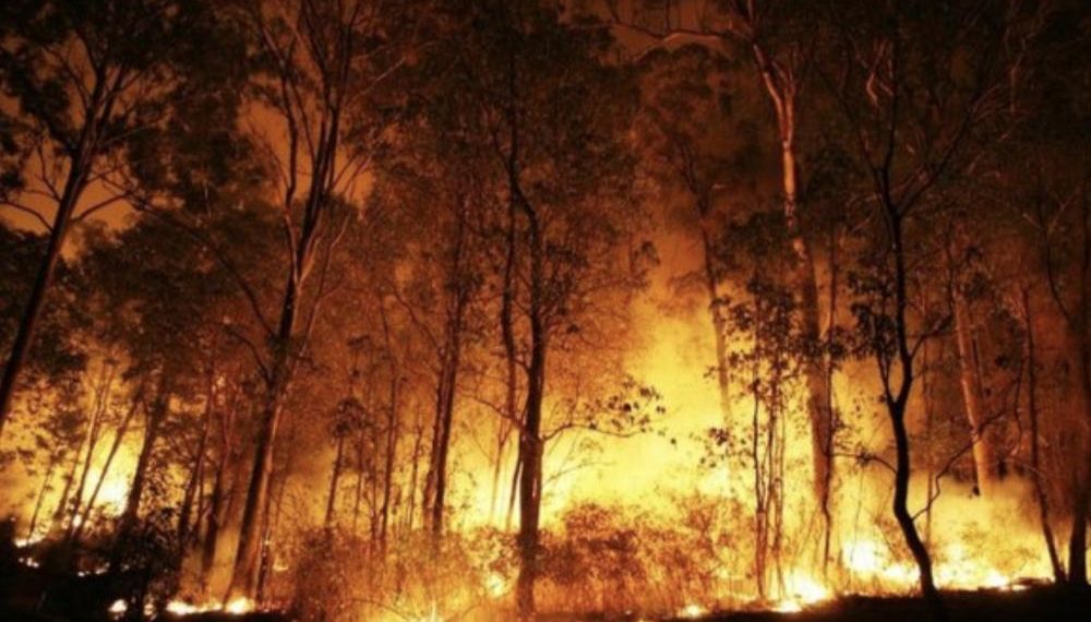 Protestos em defesa da Amazônia acontecem na Europa e na Ásia