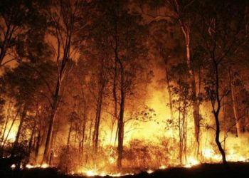 Protestos em defesa da Amazônia acontecem na Europa e na Ásia