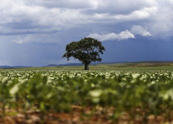 IBGE: São Desidério é o maior município agrícola do país em 2018