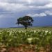 IBGE: São Desidério é o maior município agrícola do país em 2018