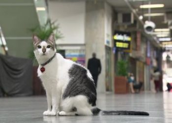 RJ – Gato consegue na justiça direito de andar por galeria de Copacabana