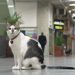 RJ – Gato consegue na justiça direito de andar por galeria de Copacabana