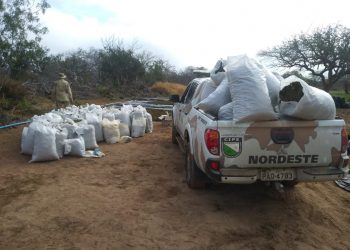 Três toneladas de maconha são erradicadas pela Cipe Nordeste em Monte Santo