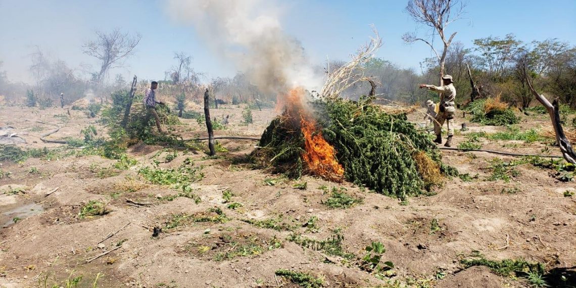 Roça com mais de 30 mil pés de maconha erradicada em Cotegipe; Três pessoas morrem
