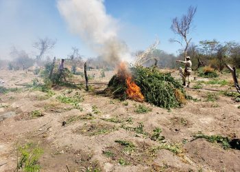 Roça com mais de 30 mil pés de maconha erradicada em Cotegipe; Três pessoas morrem
