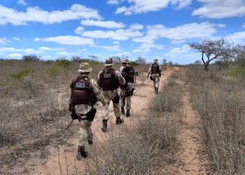 Cipe Nordeste erradica maconha em Monte Santo
