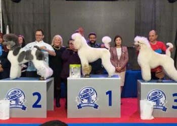 Salvador recebe importante evento voltado para área dos pets