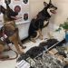 Cães farejadores localizam ponto de armazenamento de drogas; dois homens foram presos