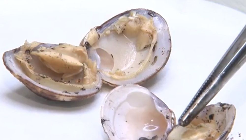 Pesquisadores da Ufba encontram óleo em aparelhos digestivos e respiratórios de peixes e mariscos
