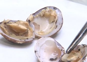 Pesquisadores da Ufba encontram óleo em aparelhos digestivos e respiratórios de peixes e mariscos