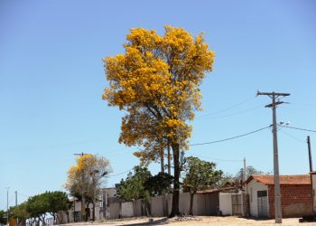 Ipê-amarelo chama a atenção das pessoas que trafegam pela rodovia BA 120