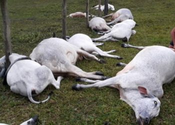 Raio mata 16 bovinos da raça nelore no Sul do Estado