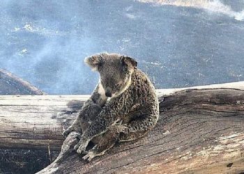 Mais de um bilhão de animais já morreram em incêndios na Austrália