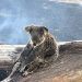 Mais de um bilhão de animais já morreram em incêndios na Austrália